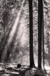 View of pine trees in forest