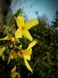 Close-up of yellow flower