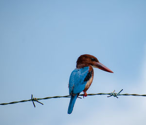 Low angle view of bird perching on fence against clear sky
