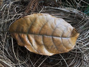 High angle view of shell on dry leaf