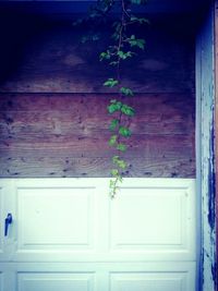 Plants against door