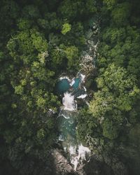 Trees in forest