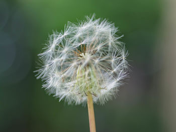 Close-up of dandelion flower