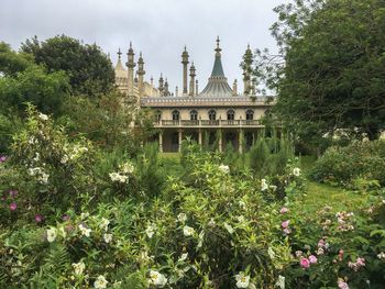 View of flowering plants in garden