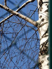 Low angle view of bare tree against blue sky