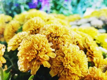 Close-up of yellow flowering plants