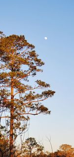 Low angle view of tree against clear blue sky