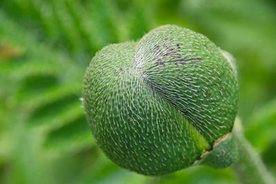 Close-up of plant