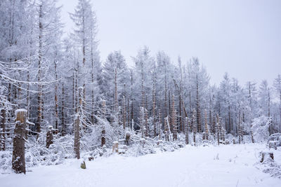 Trees on snow covered landscape