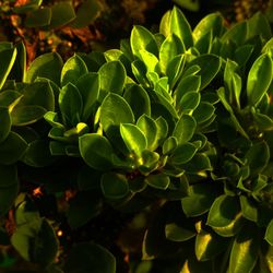 Close-up of plant growing on field