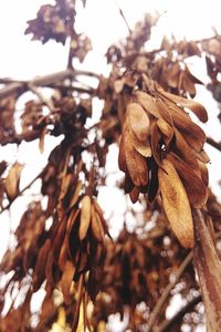 Close-up of leaves against blurred background