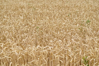 Full frame shot of wheat field