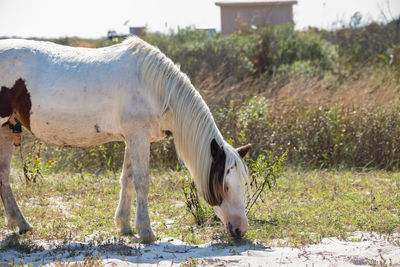 Horse grazing in field