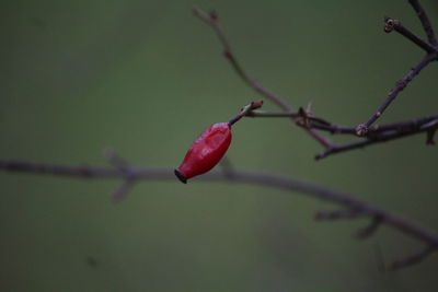 Close-up of red leaf on branch