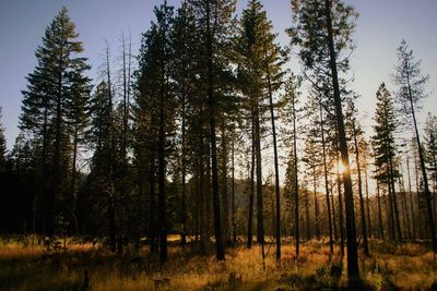 Trees in forest against sky