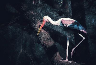 Close-up of bird perching on rock