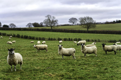 Sheep grazing on field against sky