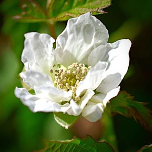 Close-up of white flower blooming outdoors