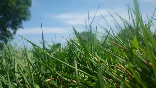 Plants growing on field