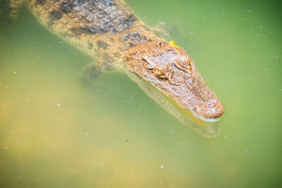 High angle view of turtle in lake