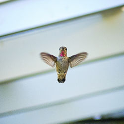 Hummingbird in flight. 