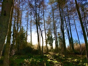 Low angle view of trees in forest against sky