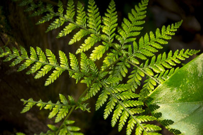 Close-up of fern leaves