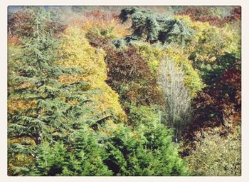 Trees in forest