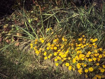 Close-up of yellow flowers