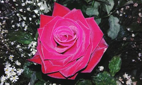 Close-up of red rose blooming outdoors