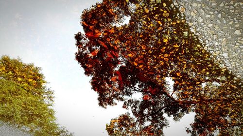 Low angle view of autumn trees