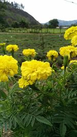 Close-up of yellow flowers in field