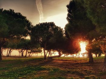 Trees on field against sky during sunset