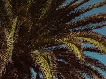 Low angle view of palm trees against sky