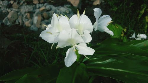 Close-up of white flowers blooming outdoors