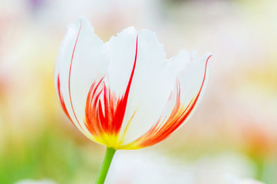 Close-up of flowering plant