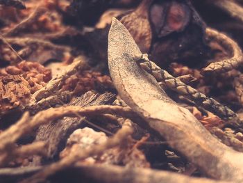 Close-up of lizard