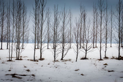 Bare trees on snow covered field