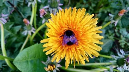 Close-up of sunflower