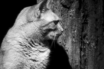Close-up of cat looking away