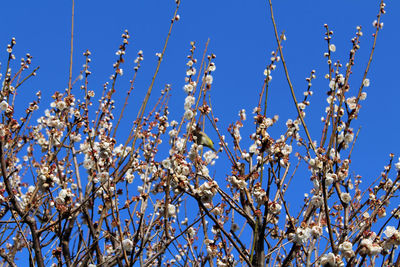 Low angle view of flowering plants against clear blue sky