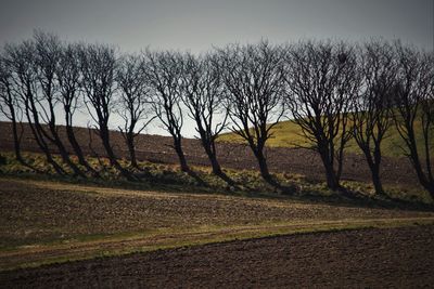 Bare trees on grassy field