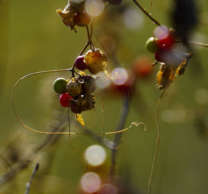 Close-up of berries growing on tree