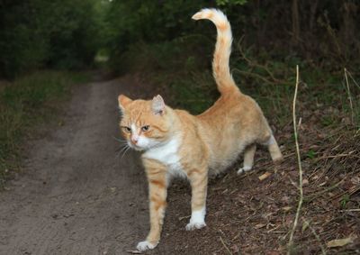 Portrait of a cat standing on field