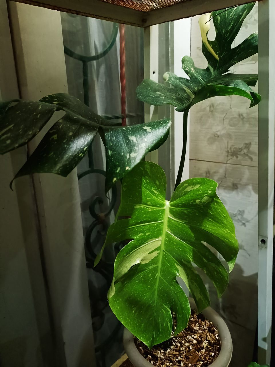 leaf, plant part, green, plant, growth, indoors, nature, food, food and drink, houseplant, freshness, no people, flower, potted plant, herb, floristry, healthy eating, window, wellbeing, glass