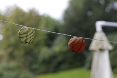 Close-up of light bulbs hanging on tree