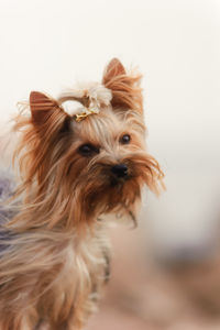 Close-up of a dog looking away