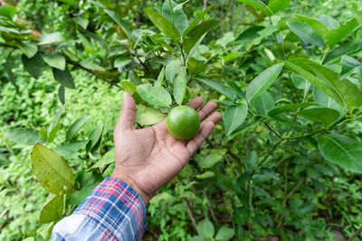 Cropped image of hand holding fruit