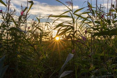Close-up of plants on field against sky during sunset