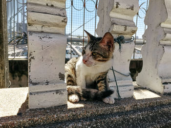Cat sitting on wall